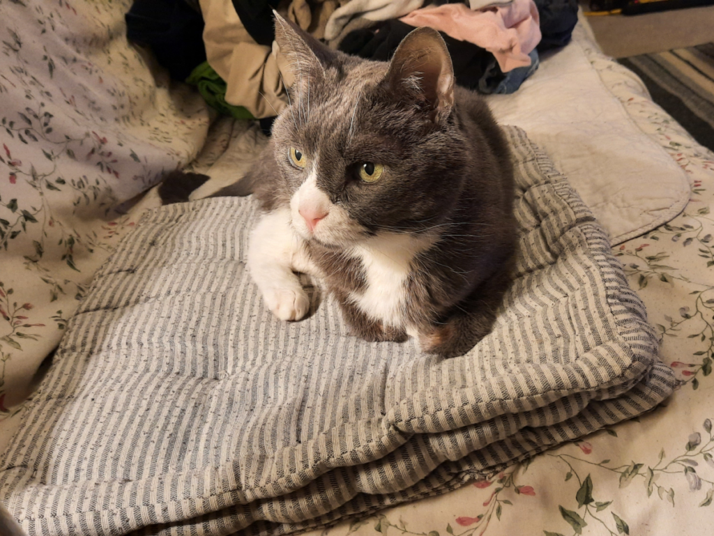 Belle Content on her Pillow