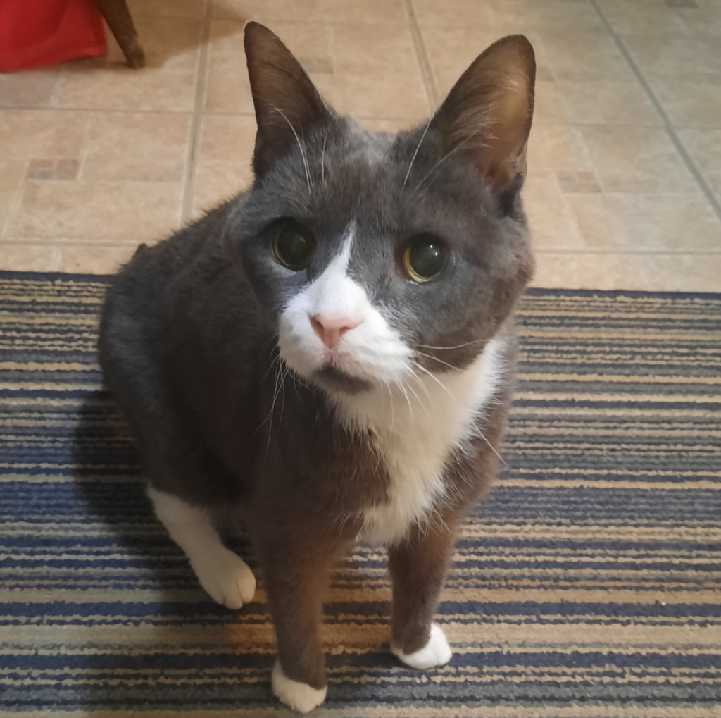 Belle Upbeat and Curious in the Kitchen