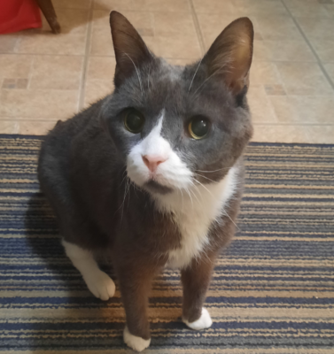 Overcoming Breed Stereotypes: Why Senior Rescue Dogs and Cats Deserve a Fair Chance