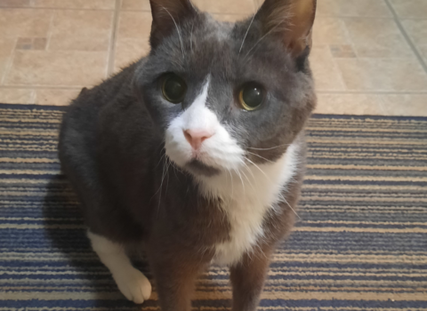 Overcoming Breed Stereotypes: Why Senior Rescue Dogs and Cats Deserve a Fair Chance