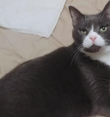 Over-Grooming vs Normal Grooming: How Much Is Too Much?