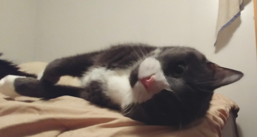 Belle Cute on Bed