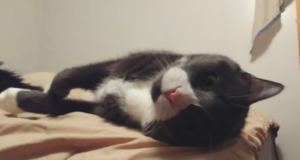 Belle Cute on Bed