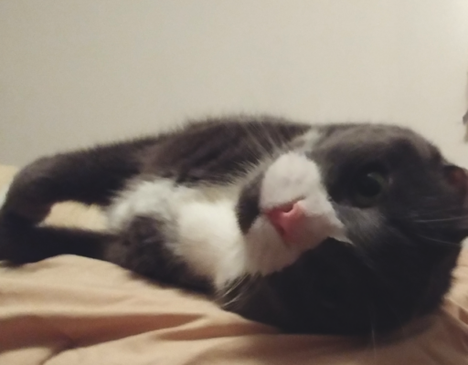 Belle Cute on Bed