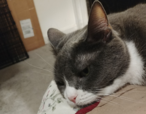 Belle Depressed