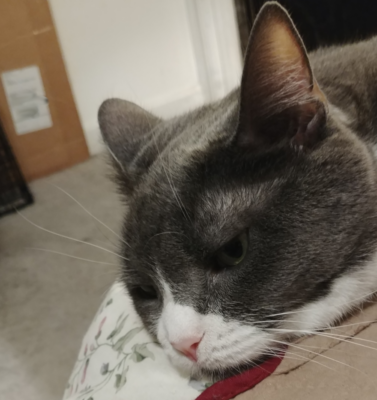Recognizing the Signs of Depression in Grieving Pets