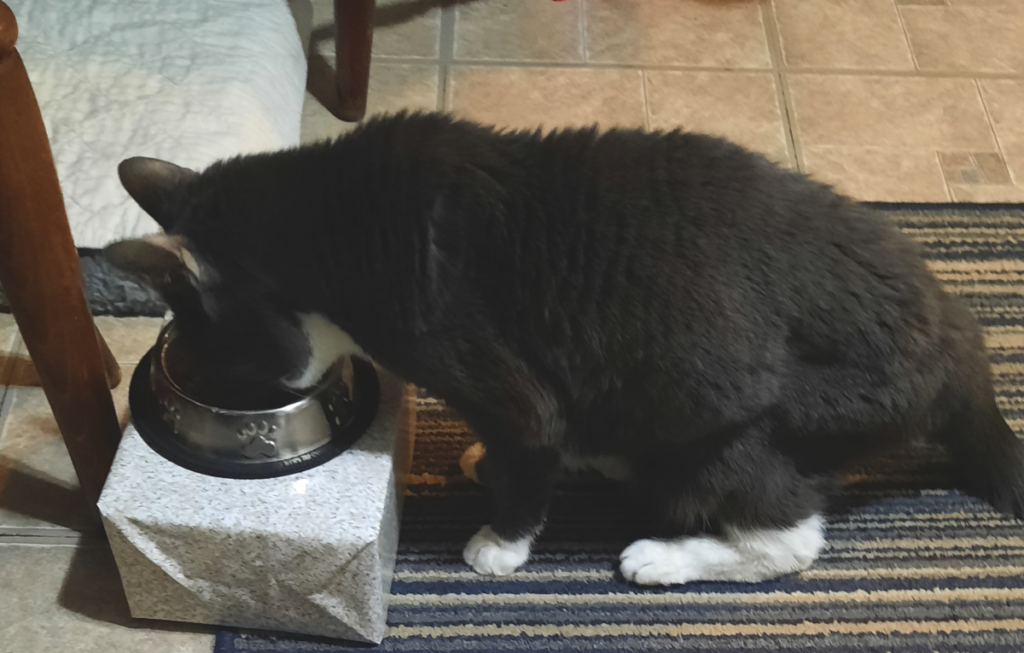Belle Eating From Raised Box