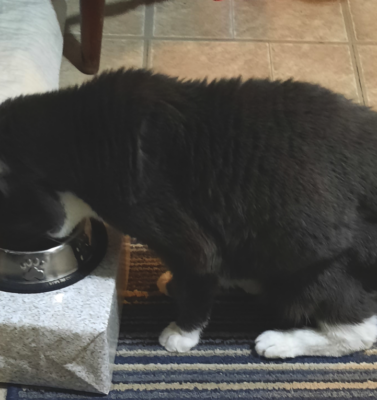 The Benefits of Transitioning to Raised Bowls for Water and Food