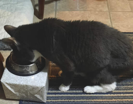 Belle Eating From Raised Box