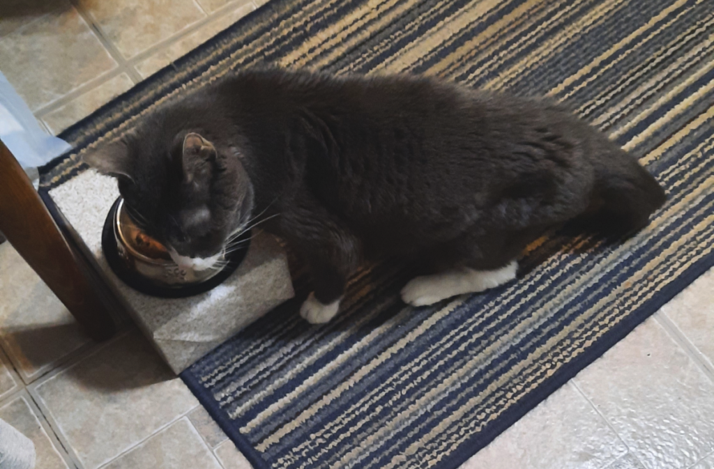 Belle Eating in the Kitchen
