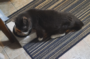 Belle Eating in the Kitchen