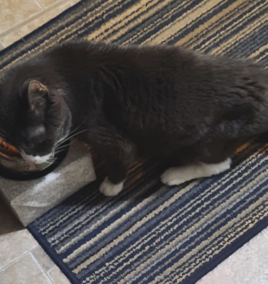 How a Food Trial Can Rule Out Dietary Allergies in Dogs and Cats
