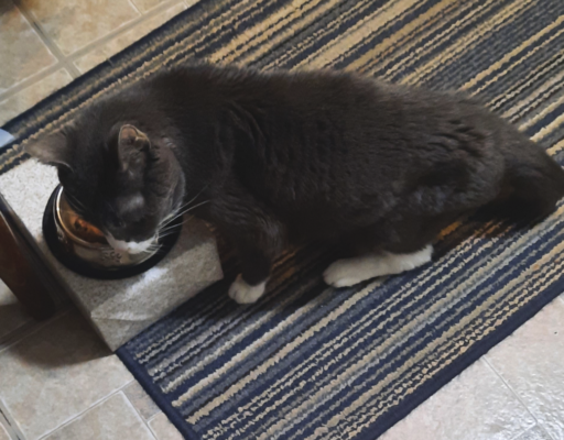 Belle Eating in the Kitchen