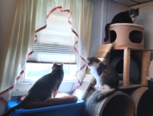 BellenPaws.com - Belle, Everly, and Paws in the tree