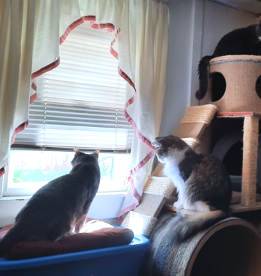 Managing Caregiver Fatigue as a Pet Owner