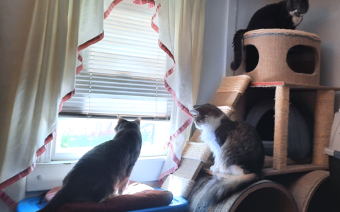 Managing Caregiver Fatigue as a Pet Owner