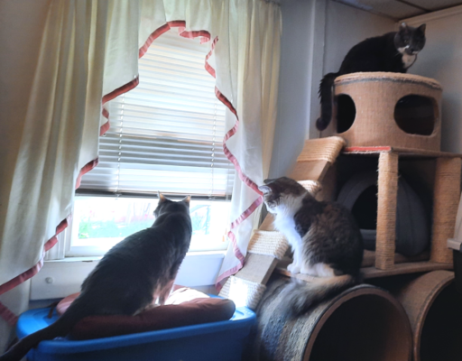 BellenPaws.com - Belle, Everly, and Paws in the tree