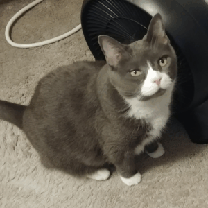 BellenPaws.com - Belle in front of fan
