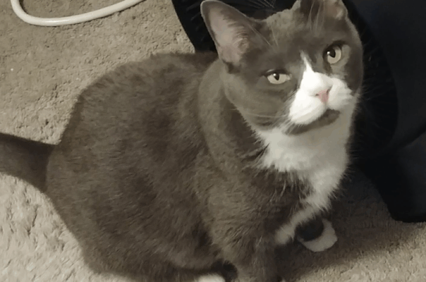 How to Avoid Pet Scams on Social Media: A Rescue Seeker’s Guide