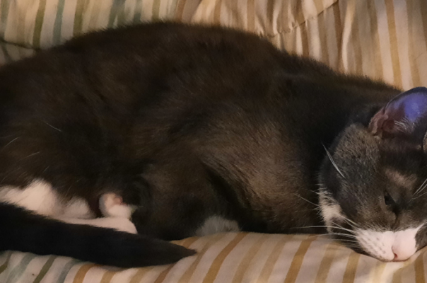 Recognizing When Your Senior Cat Is Sick: A Guide for Pet Owners