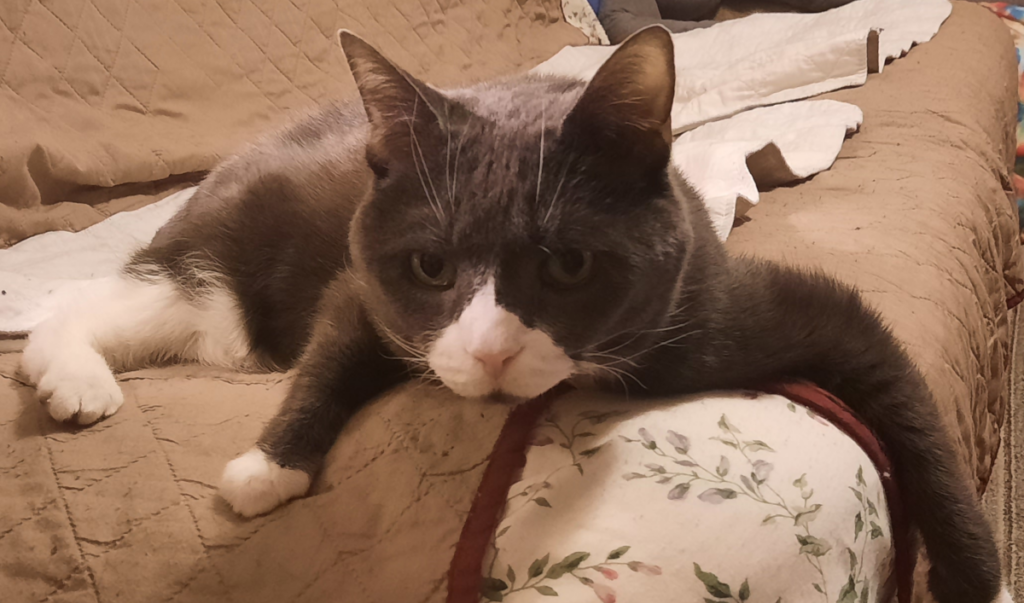 Belle Being Lazy