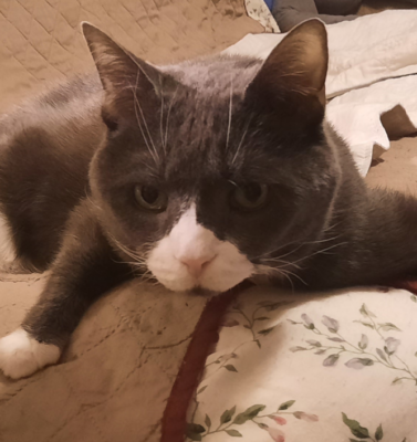Stimulating a Fading Appetite in Senior Dogs and Cats