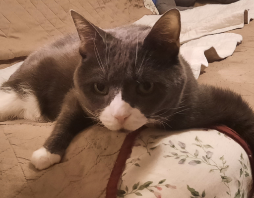 Belle Being Lazy