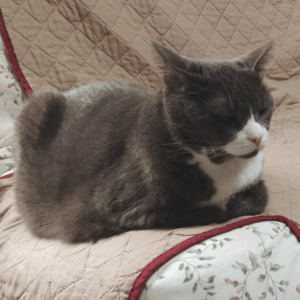 BellenPaws.com - Belle Feeling Low 2