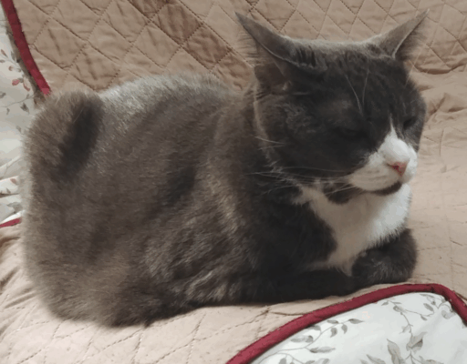 BellenPaws.com - Belle Feeling Low 2