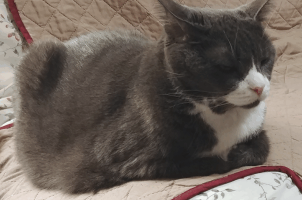 Understanding Feline Kidney Disease in Senior Cats: Managing the Inevitable