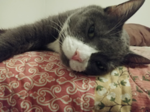 BellenPaws.com - Belle Lying Down