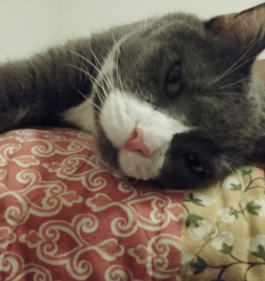 Managing Chronic Nausea in Aging Cats