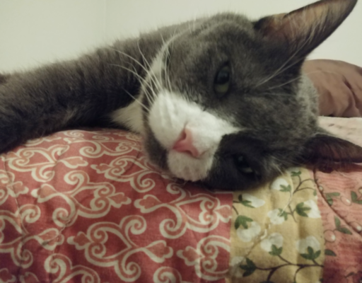 BellenPaws.com - Belle Lying Down