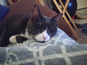 BellenPaws.com - Belle Feeling Low Image 3