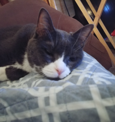 Listening to the Quiet Signals: How Senior Pets Ask for Comfort