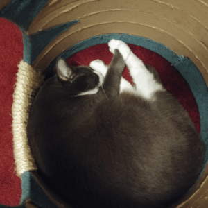 BellenPaws.com - Belle Hiding 3