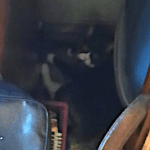 BellenPaws.com - Belle in hiding