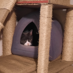 BellenPaws.com - Belle Hiding