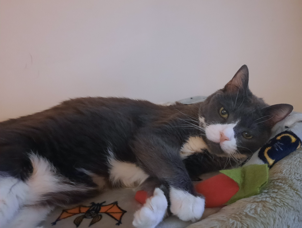 Belle in Bed by PC