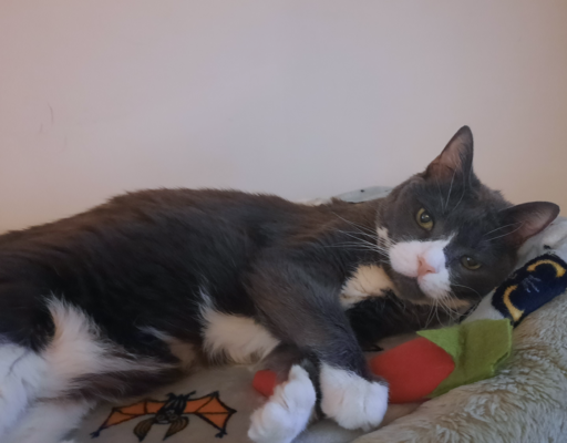 Belle in Bed by PC