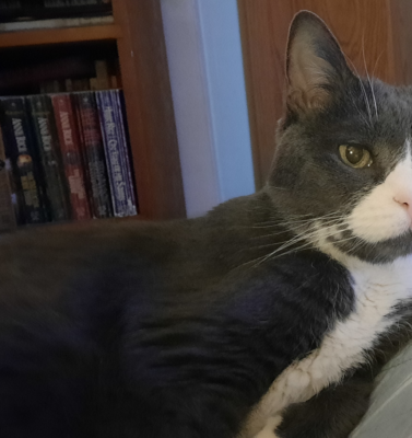 DIY Heated Pet Beds for Senior Dogs and Cats: Safe Ways to Keep Aging Pets Warm
