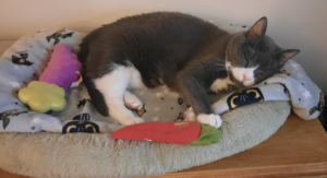 BellenPaws.com - Belle in Bed