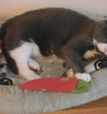 The Best Beds for Arthritis: Comparing Orthopedic vs. Heated vs. Memory Foam Options