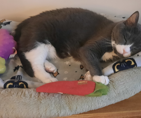 The Best Beds for Arthritis: Comparing Orthopedic vs. Heated vs. Memory Foam Options