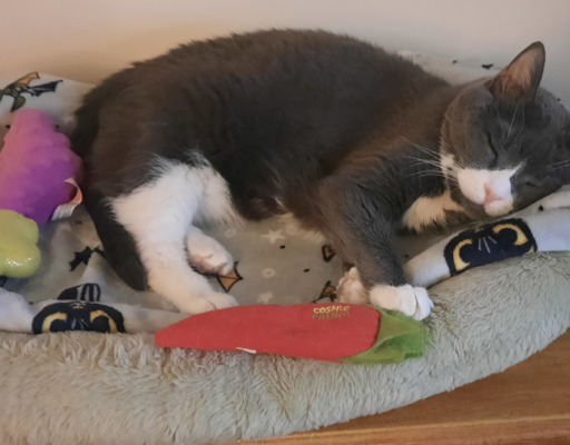 BellenPaws.com - Belle in Bed