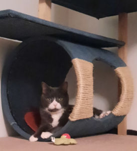 Belle in Everly's Tree