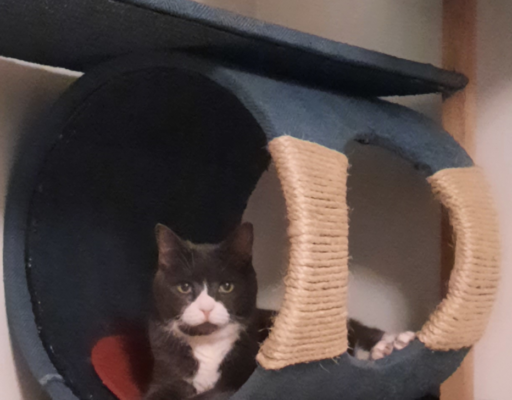 Belle in Everly's Tree