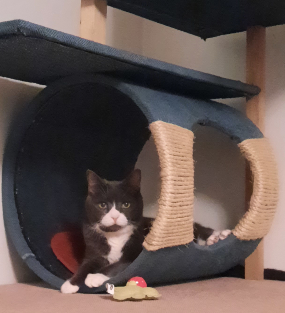 Belle in Everly's Tree