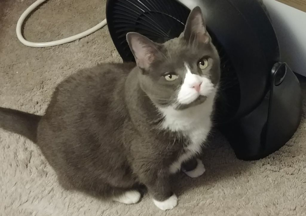 Belle in Front of Fan