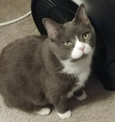 Why Adopting a Senior Pet Will Completely Change Your Life